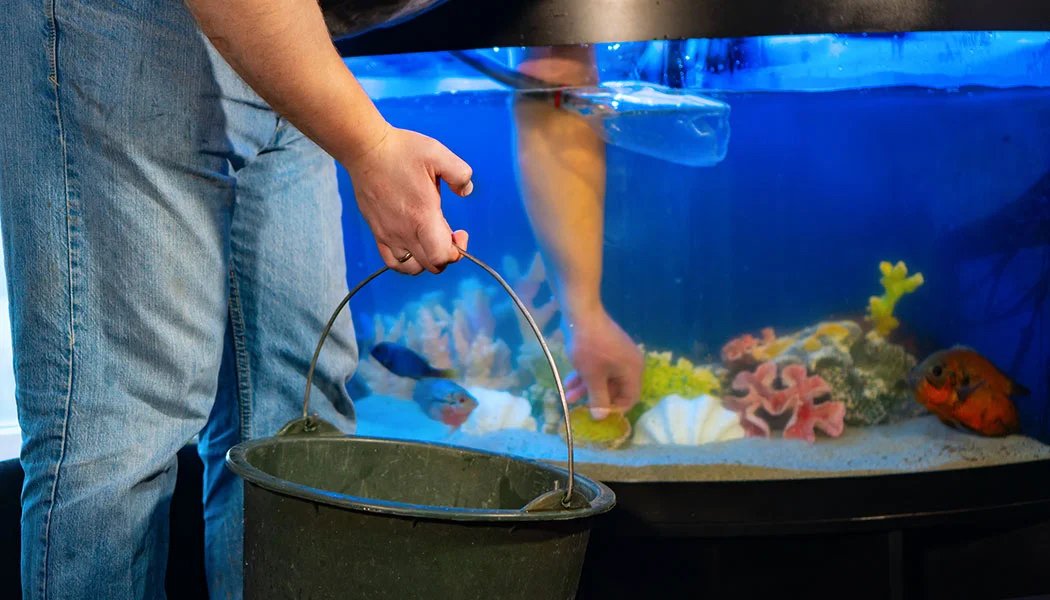 Aquarium Maintenance
