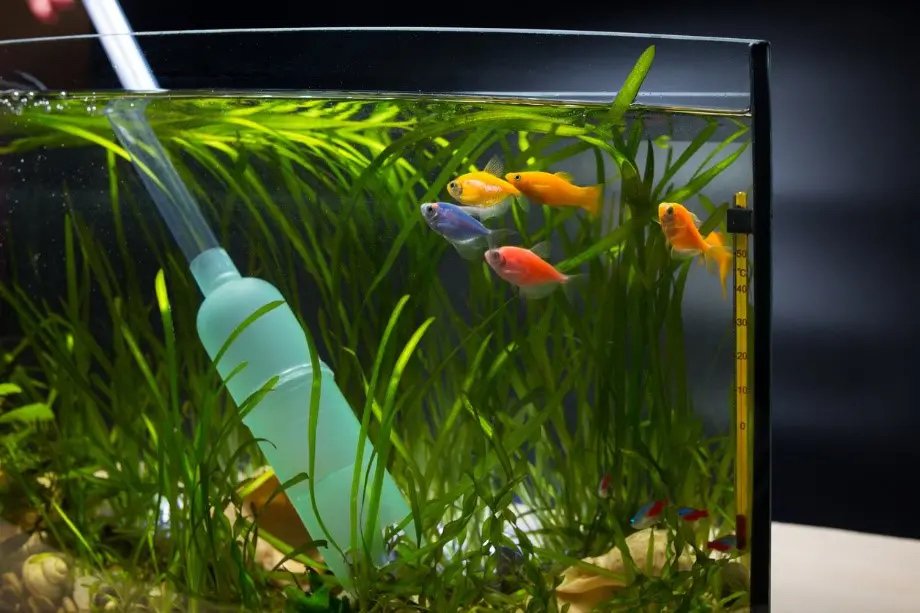 Aquarium Cleaning Services