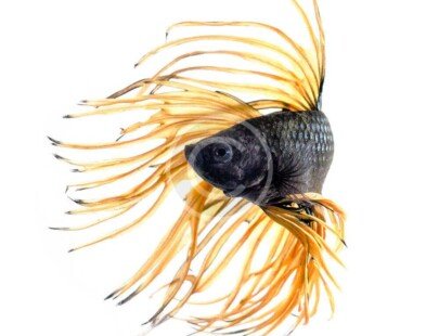 Crowntail Betta Fish