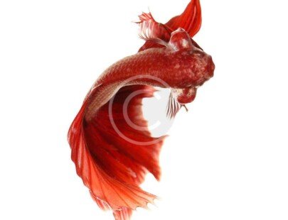 Vail Tail Betta Fish