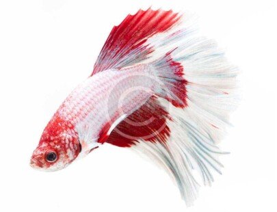 Siamese Fighting Fish, White