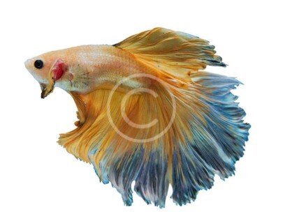 Flower Tail Betta Fish