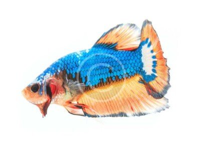 Half Moon Betta Fish