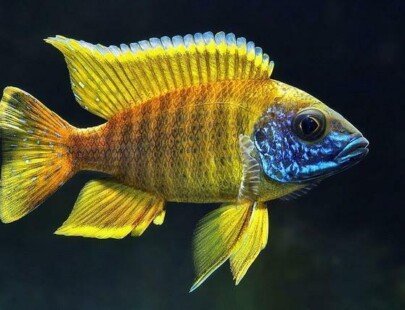 Sunshine Peacock Cichlid Fish – Small 2 inch